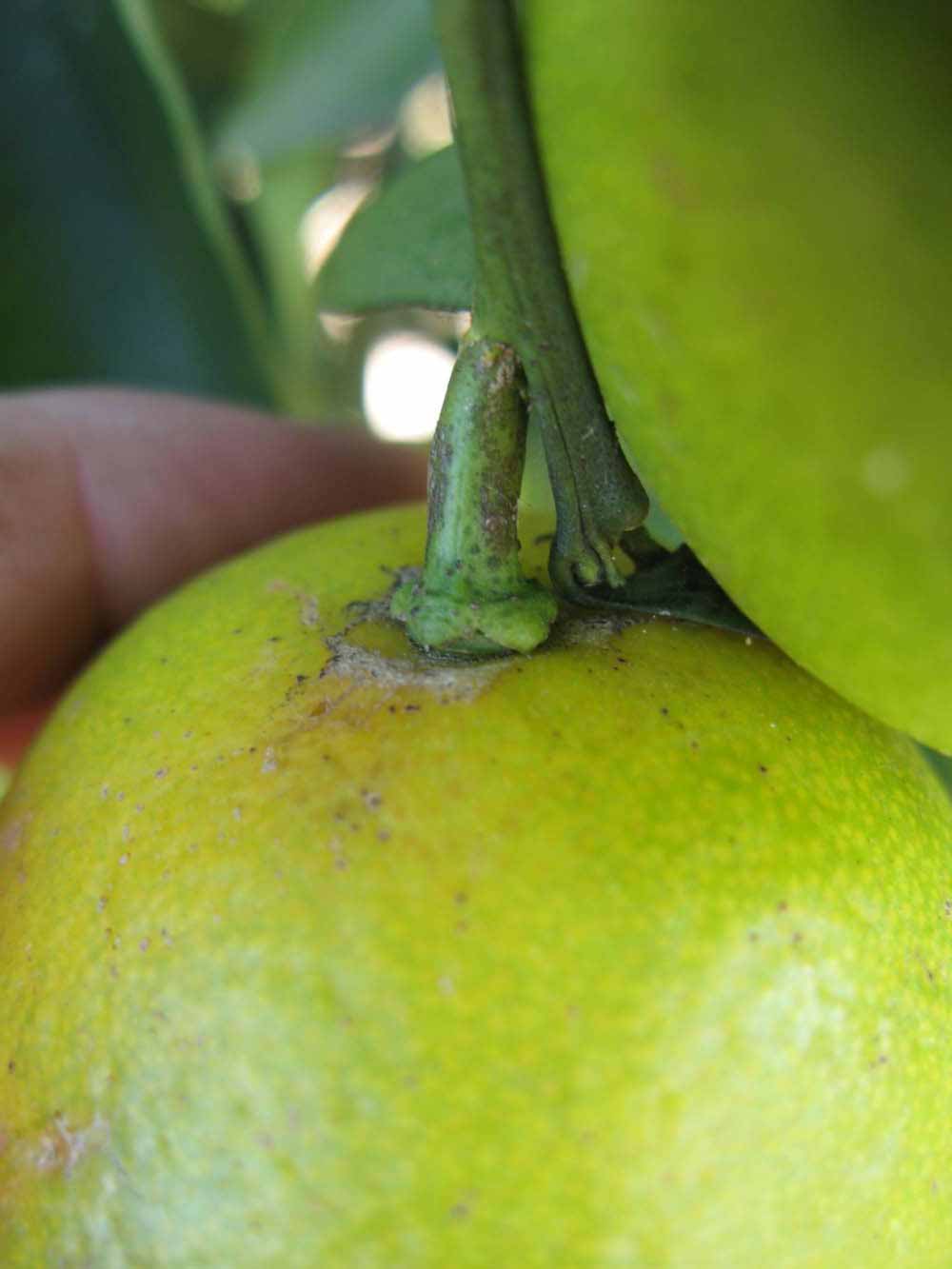            Fruit (Winter Haven, FL)   